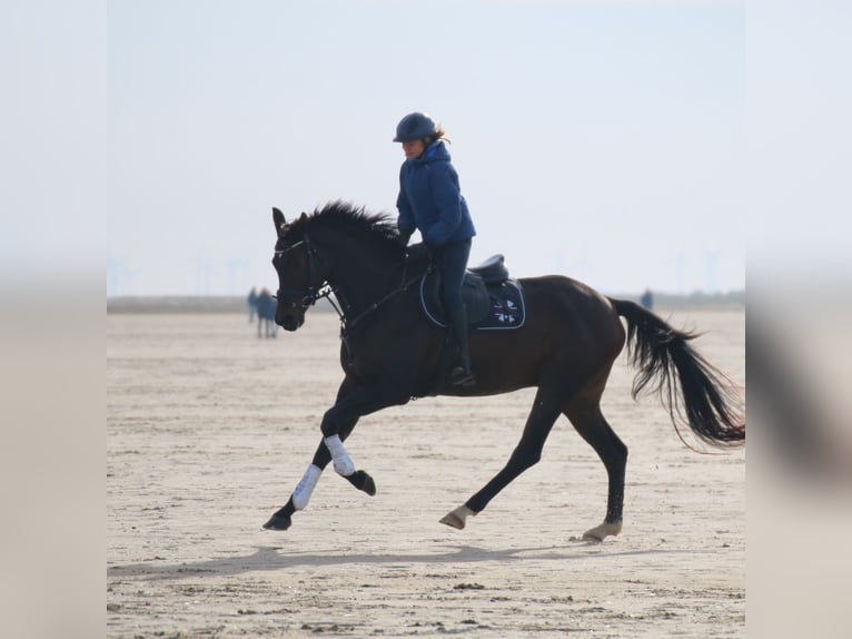 Trakehner Castrone 9 Anni 172 cm Baio in Krummwisch