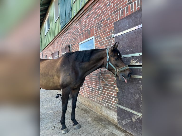 Trakehner Castrone 9 Anni 172 cm Baio in Krummwisch