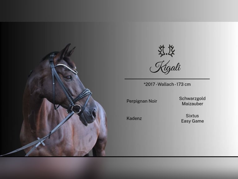 Trakehner Castrone 9 Anni 173 cm Baio scuro in Hepstedt