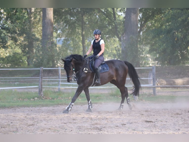 Trakehner Castrone 9 Anni 177 cm Baio scuro in Postfeld