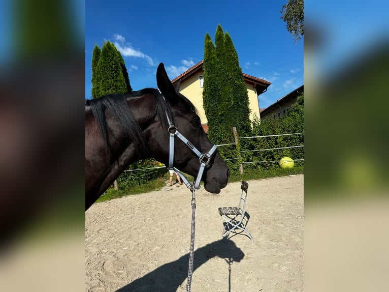 Trakehner Étalon 10 Ans 169 cm Bai brun in KirchseeonKirchseeon