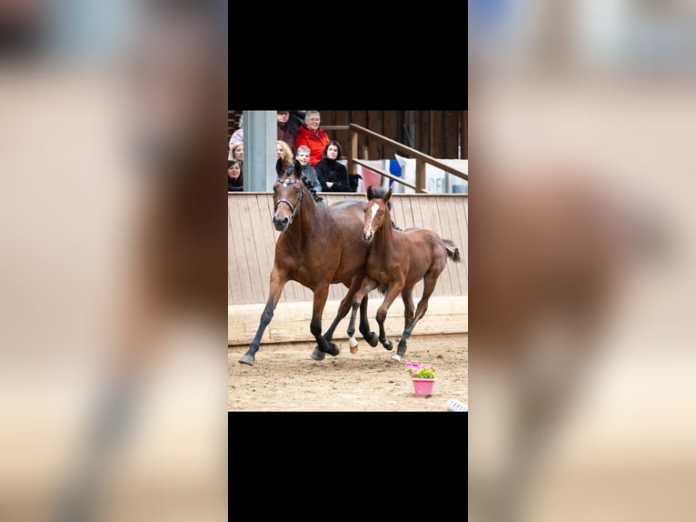 Trakehner Étalon 1 Année 135 cm Bai clair in Mücke