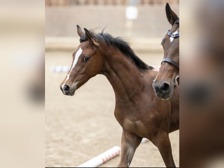 Trakehner Étalon 1 Année 135 cm Bai clair in Mücke