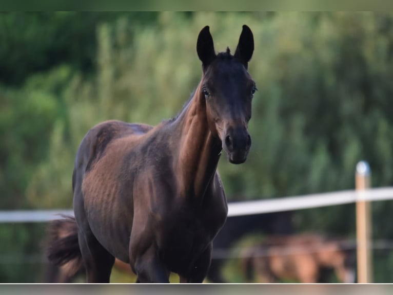 Trakehner Étalon 1 Année 140 cm Bai brun foncé in Wismar