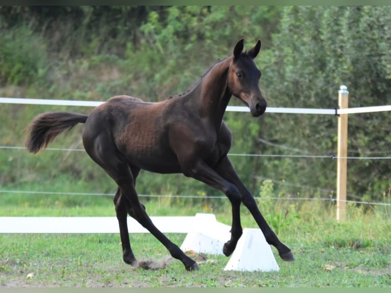 Trakehner Étalon 1 Année 140 cm Bai brun foncé in Wismar