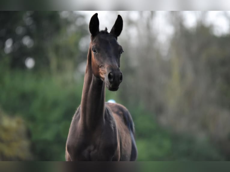 Trakehner Étalon 1 Année 140 cm Bai brun foncé in Wismar