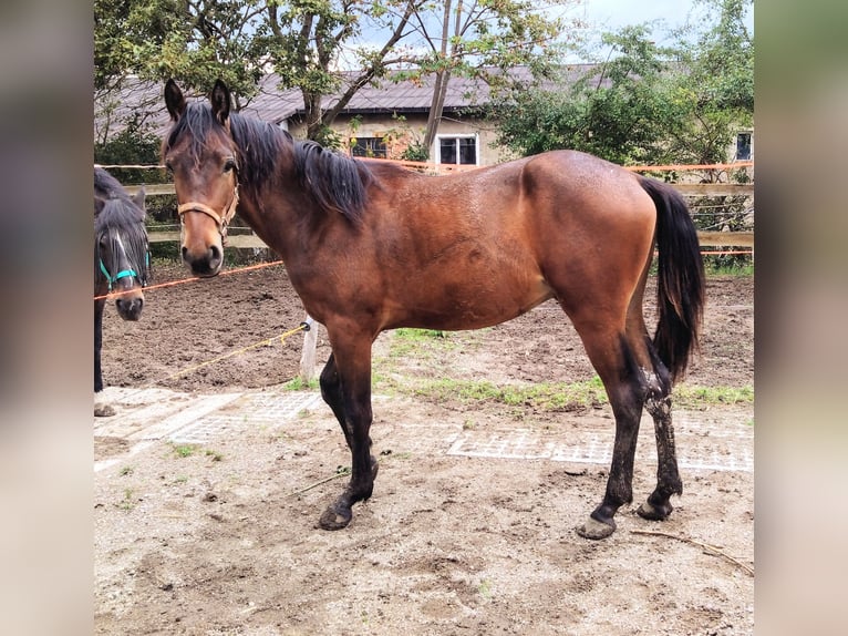 Trakehner Croisé Étalon 1 Année 155 cm Bai in Scheibenberg