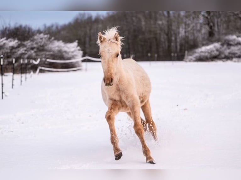 Trakehner Étalon 1 Année 155 cm Palomino in Wolfhagen