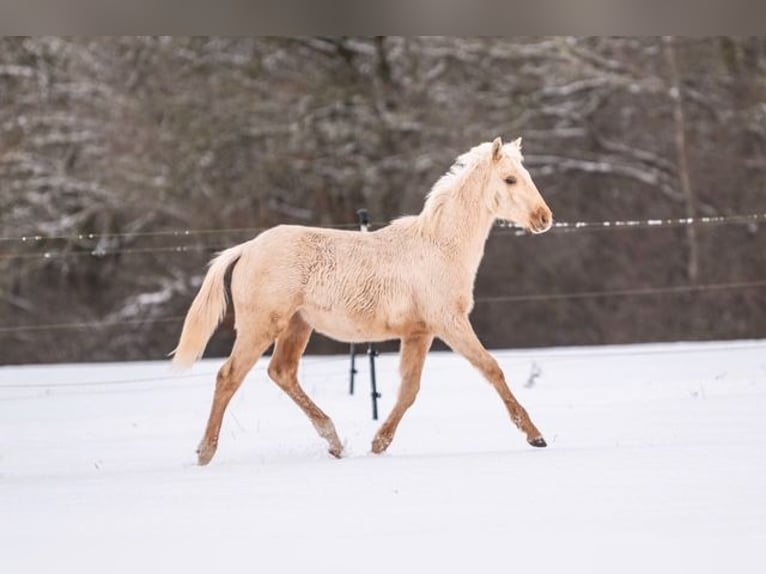 Trakehner Étalon 1 Année 155 cm Palomino in Wolfhagen