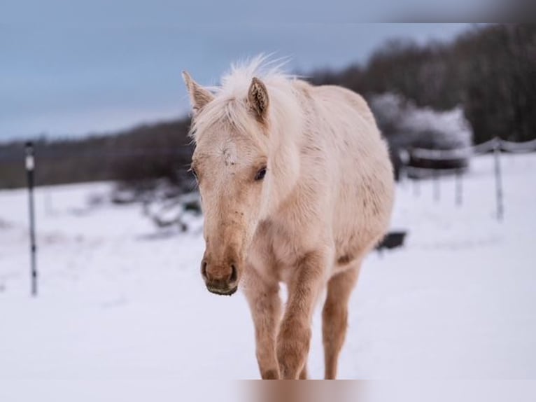 Trakehner Étalon 1 Année 155 cm Palomino in Wolfhagen