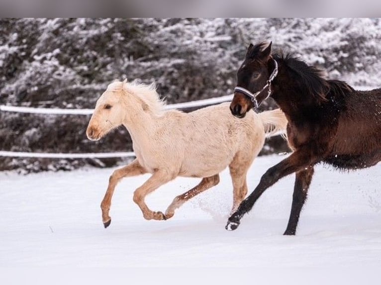 Trakehner Étalon 1 Année 155 cm Palomino in Wolfhagen