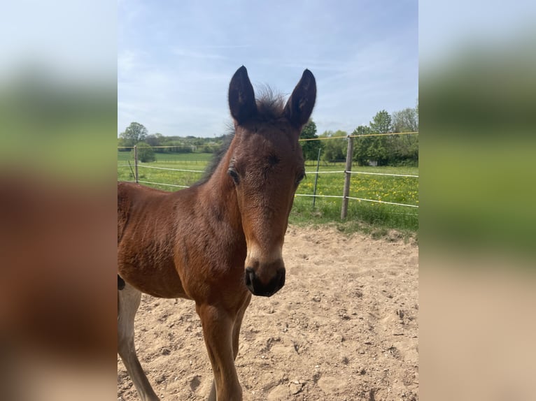 Trakehner Étalon 1 Année 157 cm Bai in Weißenburg in Bayern