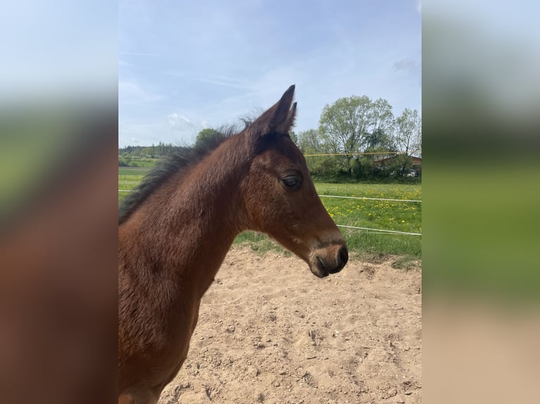 Trakehner Étalon 1 Année 157 cm Bai in Weißenburg in Bayern