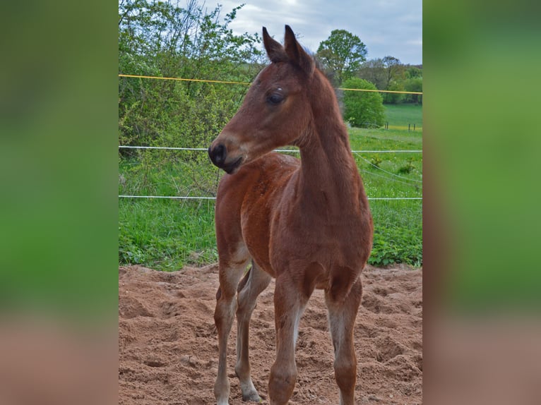 Trakehner Étalon 1 Année 157 cm Bai in Weißenburg in Bayern