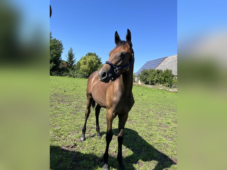 Trakehner Étalon 1 Année 160 cm Gris in Weißenburg in Bayern