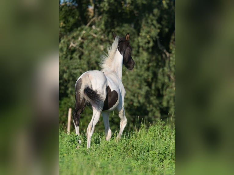 Trakehner Étalon 1 Année 160 cm Pinto in Fleischwangen