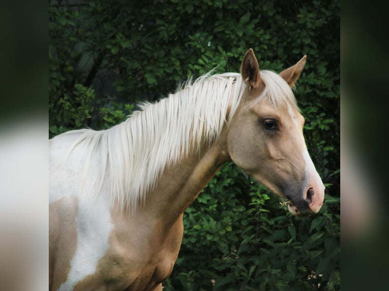 Trakehner Étalon 1 Année 162 cm Pinto in Lüdersdorf