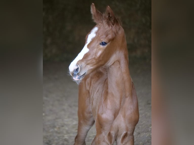 Trakehner Étalon 1 Année 165 cm Alezan in Günzburg