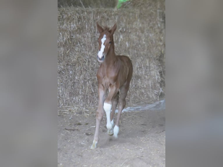 Trakehner Étalon 1 Année 165 cm Alezan in Günzburg