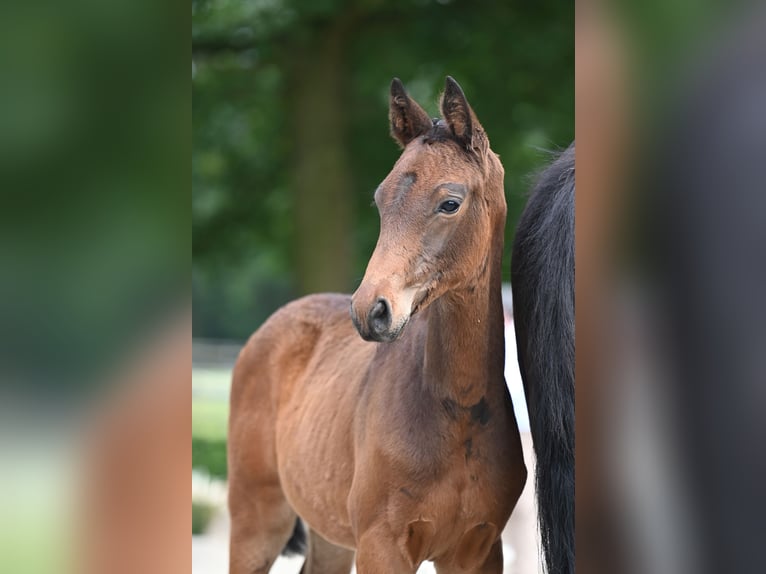 Trakehner Étalon 1 Année 168 cm Bai brun in Schwerte