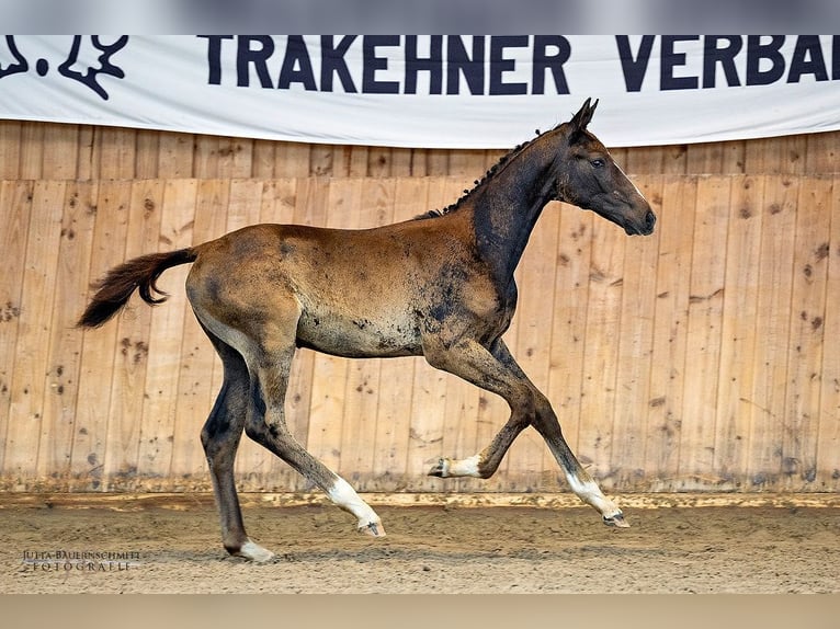 Trakehner Étalon 1 Année 168 cm in Gladenbach