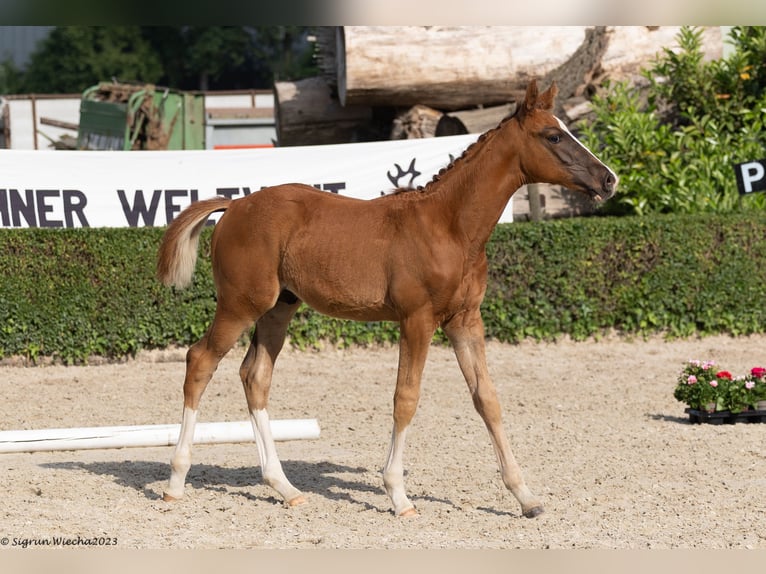 Trakehner Étalon 1 Année 170 cm Alezan brûlé in Langerwehe