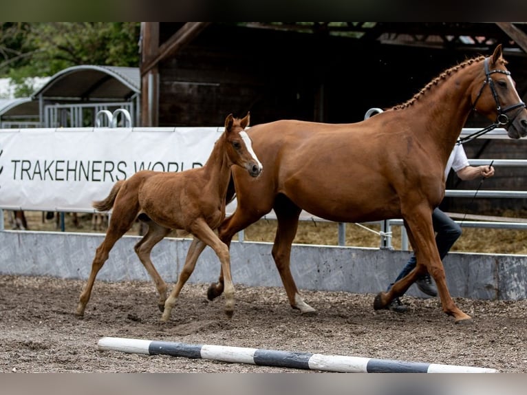 Trakehner Étalon 1 Année 170 cm Alezan in Günzburg