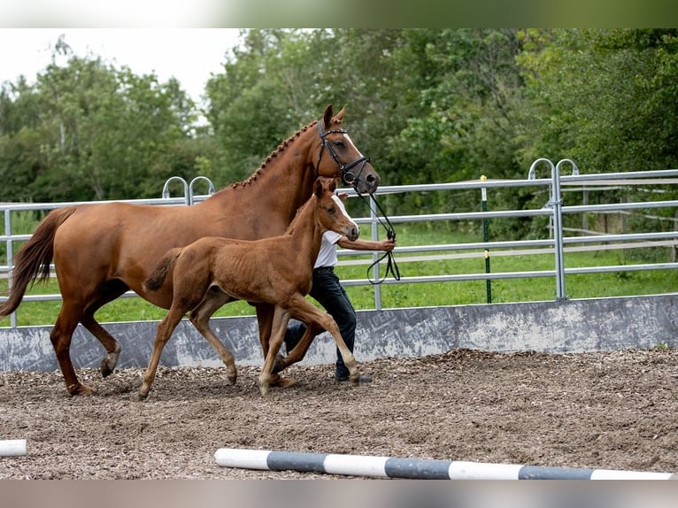 Trakehner Étalon 1 Année 170 cm Alezan in Günzburg