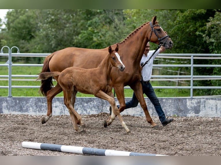 Trakehner Étalon 1 Année 170 cm Alezan in Günzburg