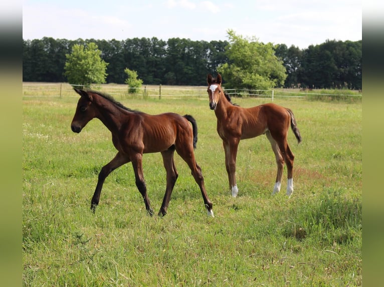 Trakehner Étalon 1 Année 170 cm Bai brun in Sperenberg