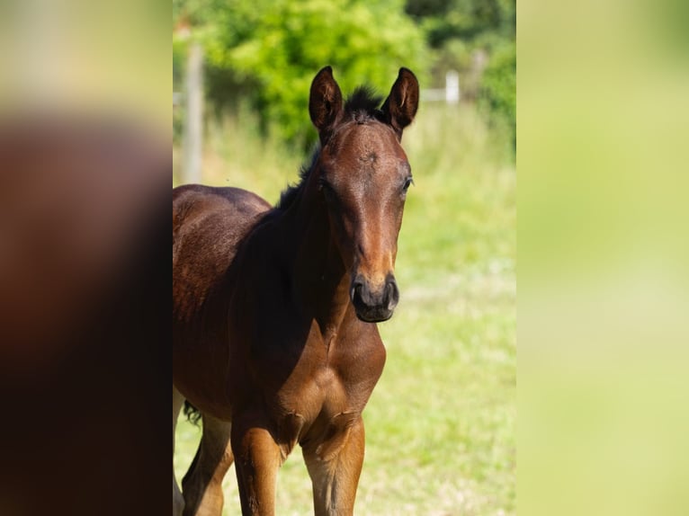 Trakehner Étalon 1 Année 170 cm Bai brun in Sperenberg