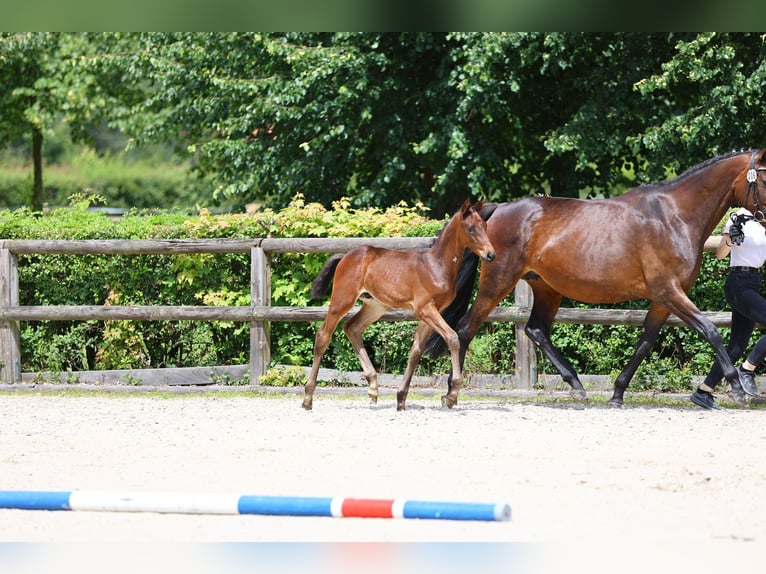 Trakehner Étalon 1 Année 170 cm Bai brun in Sperenberg