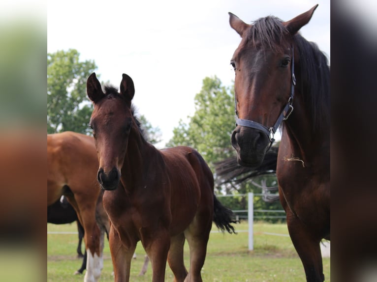 Trakehner Étalon 1 Année 170 cm Bai brun in Sperenberg