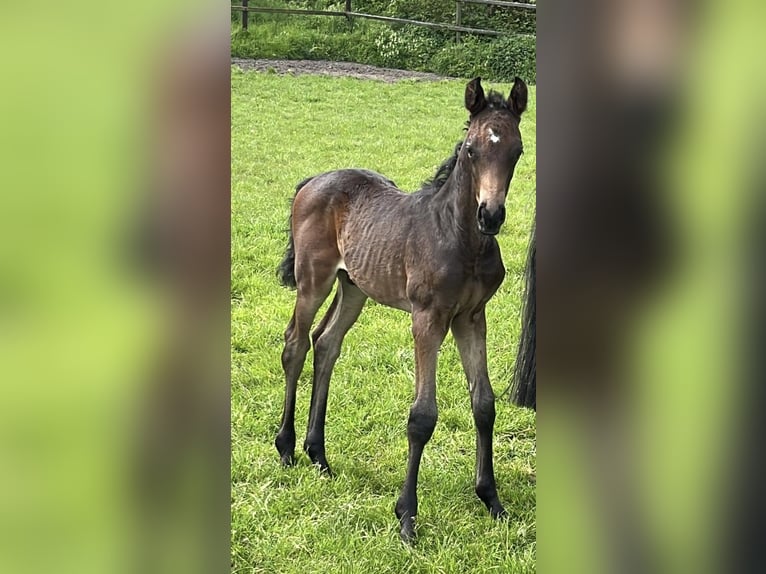 Trakehner Étalon 1 Année 170 cm Bai in Scharbeutz