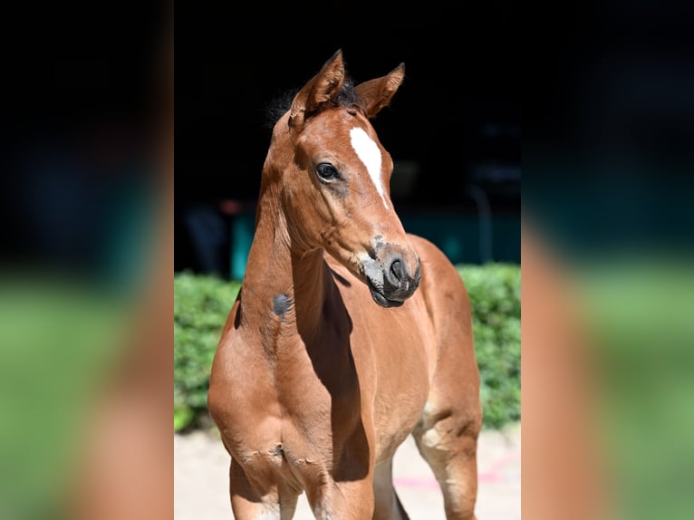 Trakehner Étalon 1 Année 170 cm Bai in Walsrode