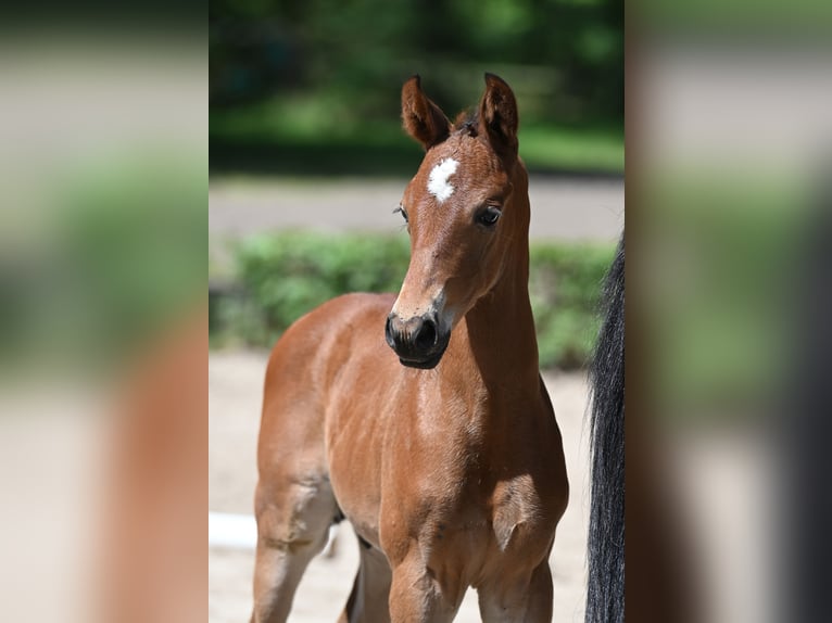 Trakehner Étalon 1 Année 170 cm Bai in Salzhausen