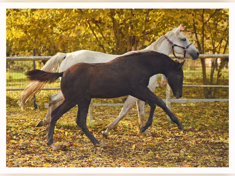 Trakehner Étalon 1 Année 170 cm Gris in Sząbruk