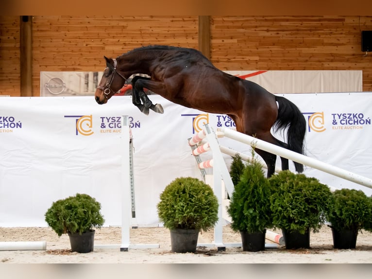 Trakehner Étalon 1 Année 170 cm Gris in Sząbruk