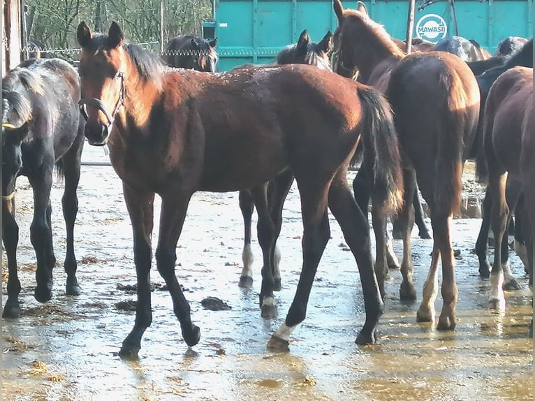 Trakehner Étalon 1 Année 172 cm Bai in Harsefeld