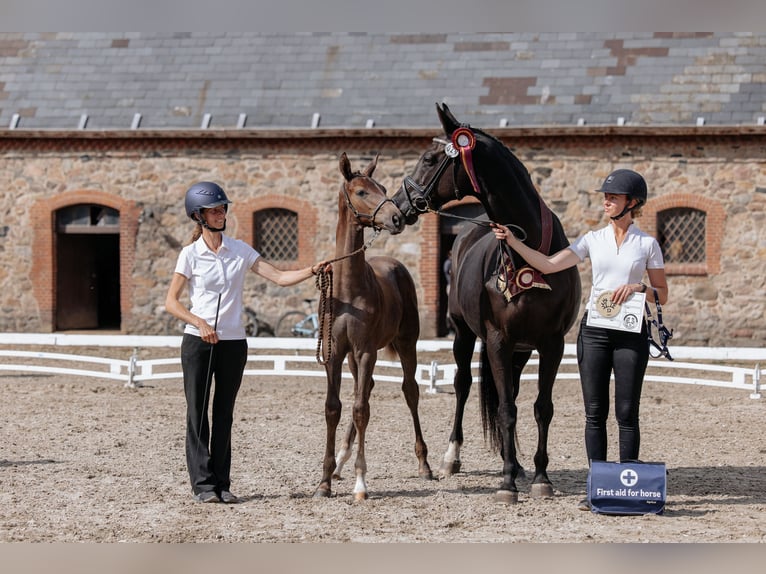 Trakehner Étalon 1 Année 172 cm Gris in Græsted