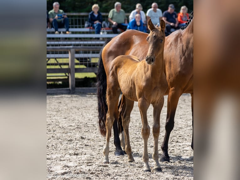 Trakehner Étalon 1 Année Alezan brûlé in Kreischa