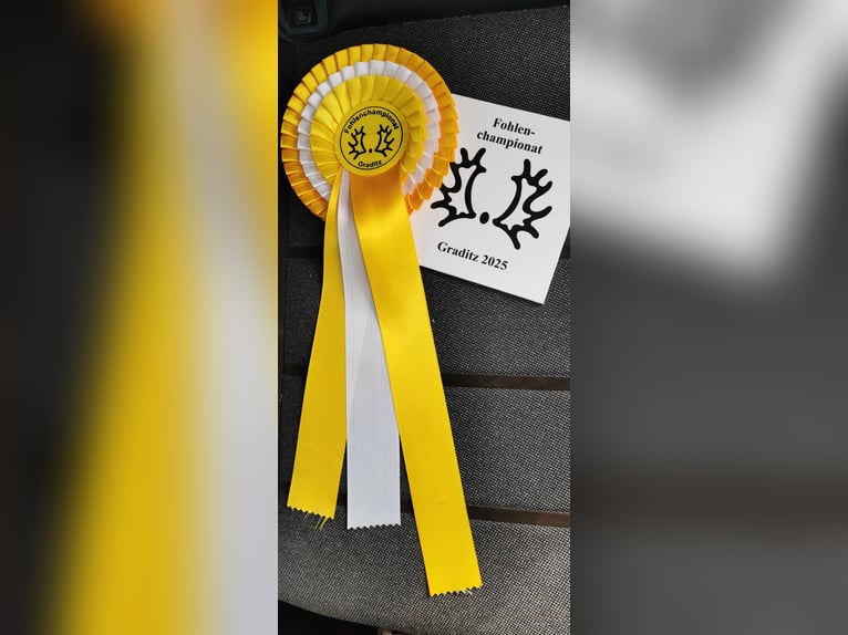 Trakehner Étalon 1 Année Alezan brûlé in Graditz