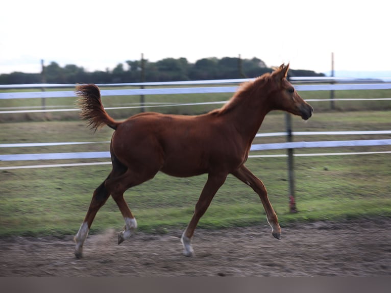 Trakehner Étalon 1 Année Alezan in Reisenberg