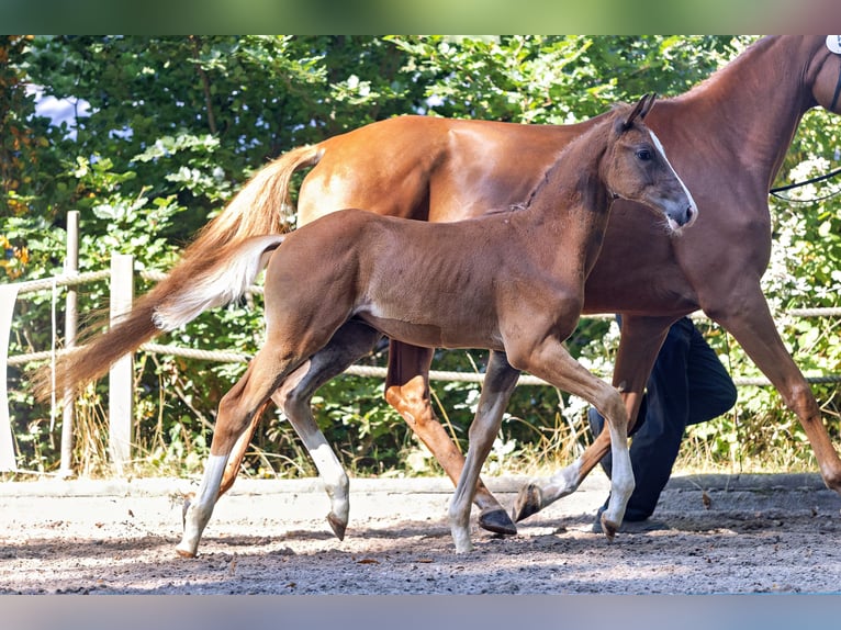 Trakehner Étalon 1 Année Alezan in Liederbach am Taunus