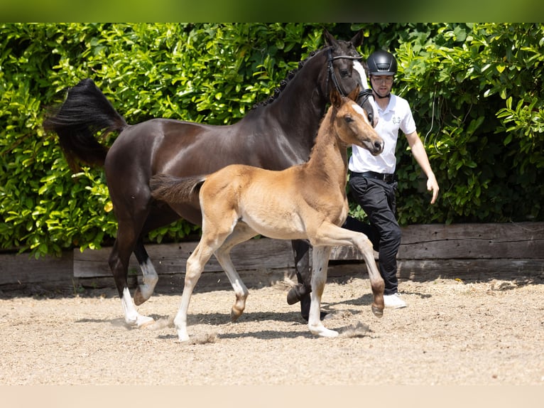 Trakehner Étalon 1 Année Bai brun in Travenbrück