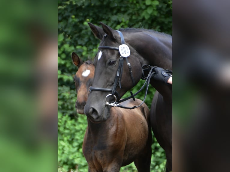 Trakehner Étalon 1 Année Bai brun in Grabow