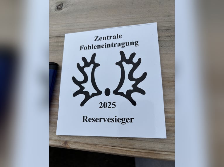 Trakehner Étalon 1 Année Bai brun in Grabow