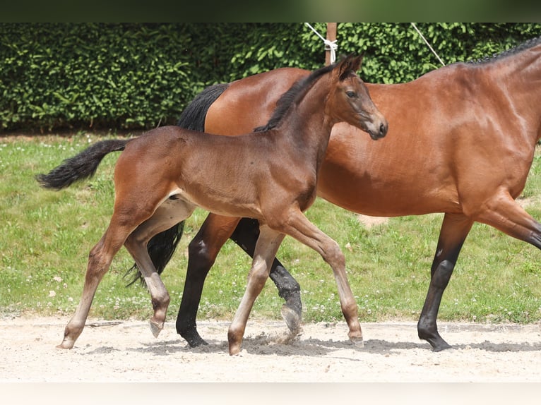 Trakehner Étalon 1 Année Bai brun in Gotha