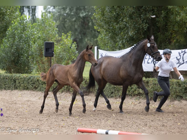 Trakehner Étalon 1 Année Bai brun in Harsefeld