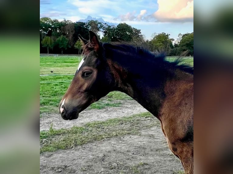 Trakehner Étalon 1 Année Bai brun in Houten